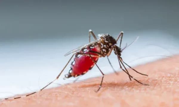 Alarm në Greqi nga virusi i Nilit Perëndimor: 232 raste dhe 19 viktima