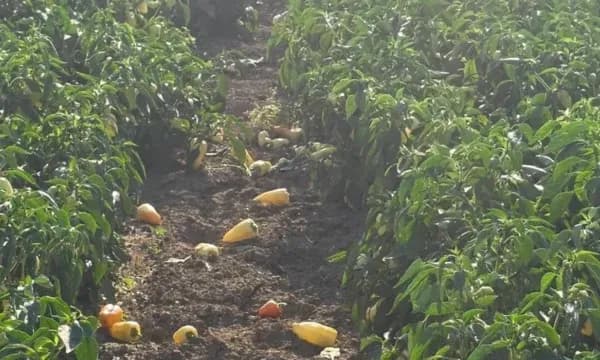 Fermeri nga Rahoveci kërkon ndërhyrje urgjente për krizën e çmimeve: Shalqiri, pjepri e speci po mbesin në ara