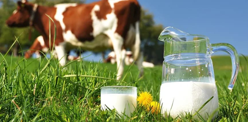 Nga sot nisin kontrollet në gjithë zinxhirin e tregtimit të qumështit dhe produkteve të tij