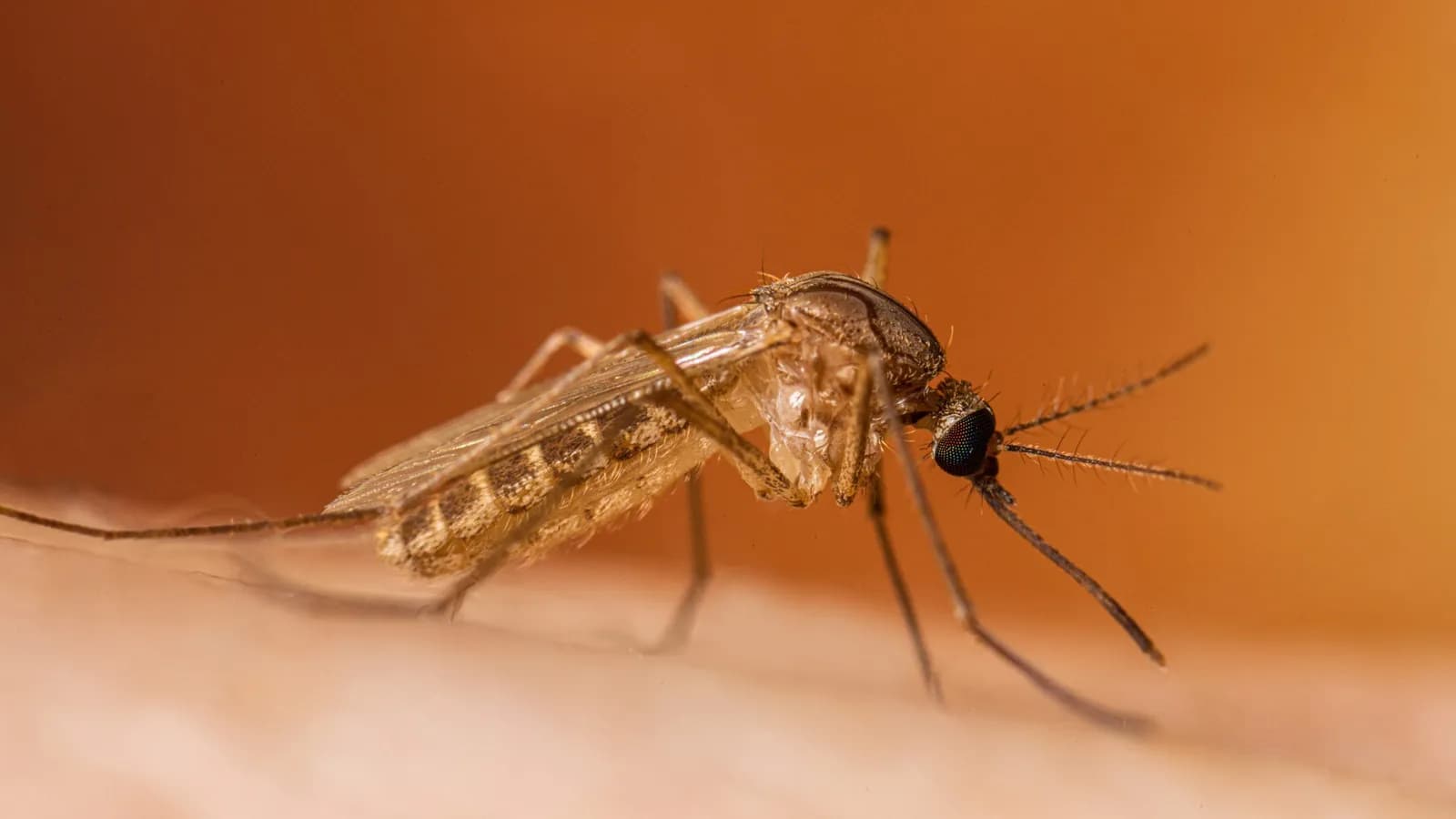 Shkon në 38 numri i rasteve me ethet e Nilit Perëndimor në Maqedoninë e Veriut