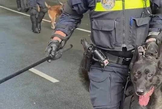 Arrestime në Hagë, policia holandeze i përdor edhe qentë kundër protestuesve shqiptarë