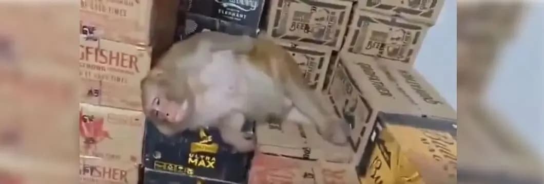 Majmuni “i dehur” bie në gjumë mes kutive të alkoolit, pamjet bëhen virale