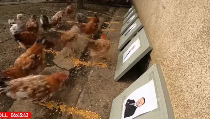 Kë e zgjodhën pulat si fitues të Prishtinës?