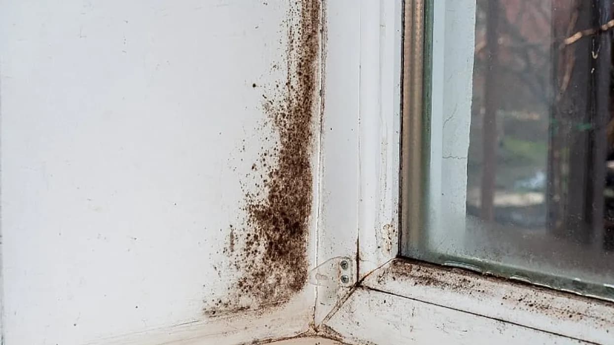 Si të hiqni mykun në shtëpi me uthull të bardhë