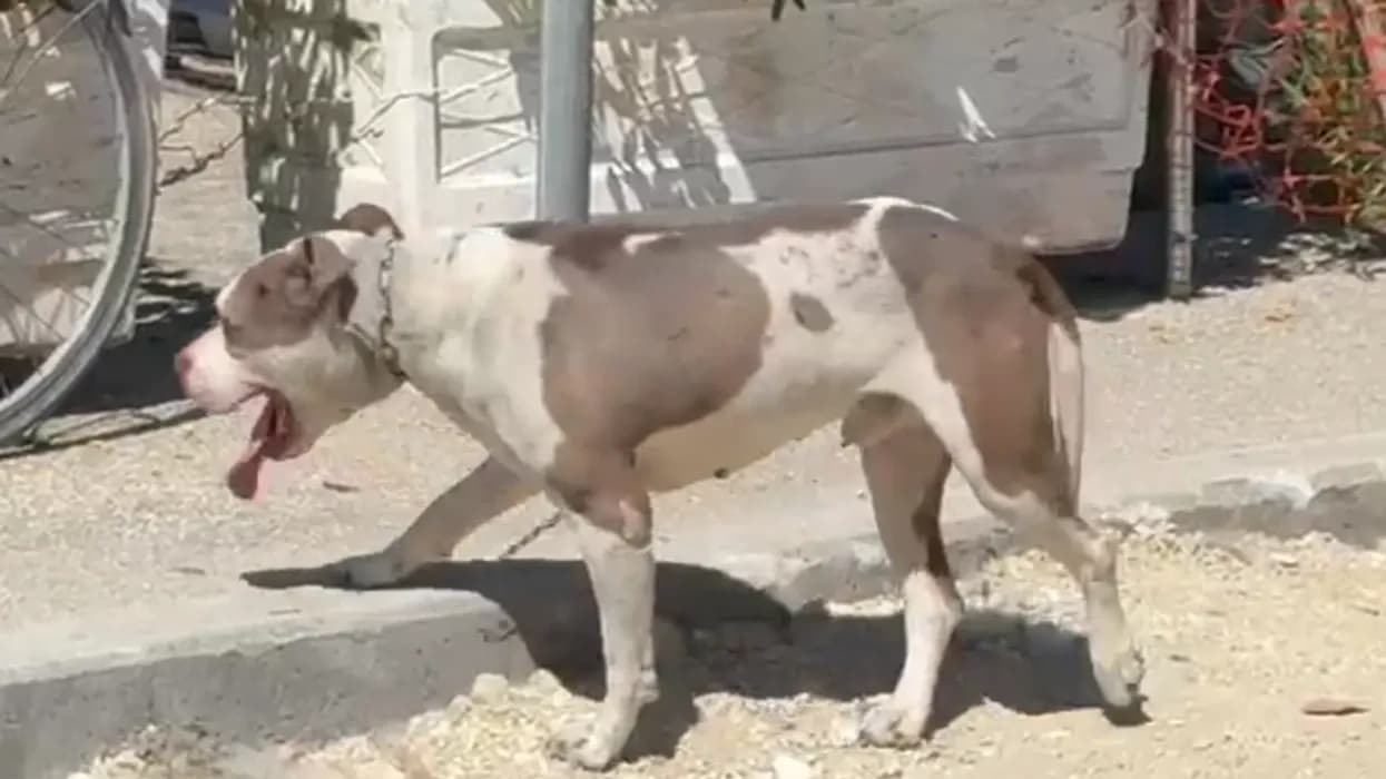 Pitbulli kafshon në kokë një 4-vjeçar në Vlorë