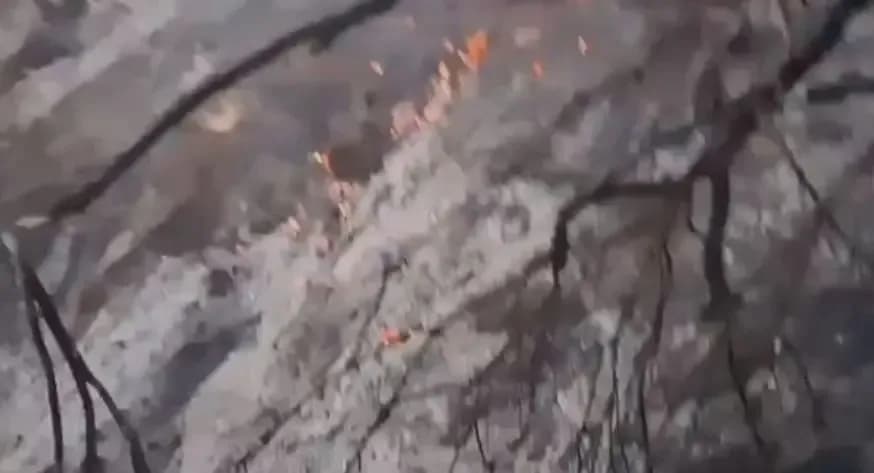 Zjarr në Peqin, digjet sipërfaqja me bimësi dhe ullinj