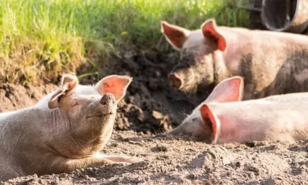 Autoritetet në Kroaci vendosin për vrasjen e 12,000 derrave, kjo është arsyeja