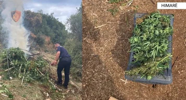Policia shkatërron bimë kanabisi dhe sekuestron 121 kg në Himarë, shpallen dy në kërkim