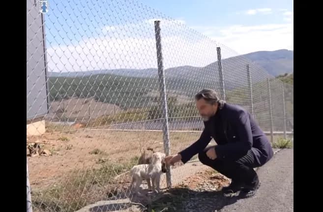 Përparim Rama për problemin me qentë endacakë: Më shumë se 2 mijë qen janë më pak në rrugë, qytetarët janë më të sigurtë