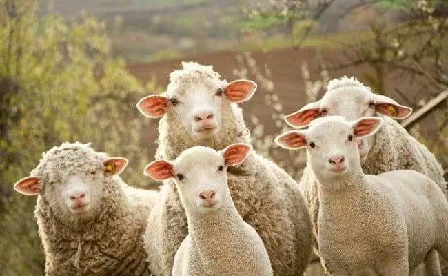AUV kthen në Shqipëri mbi 500 kafshë që u futën ilegalisht në Kosovë