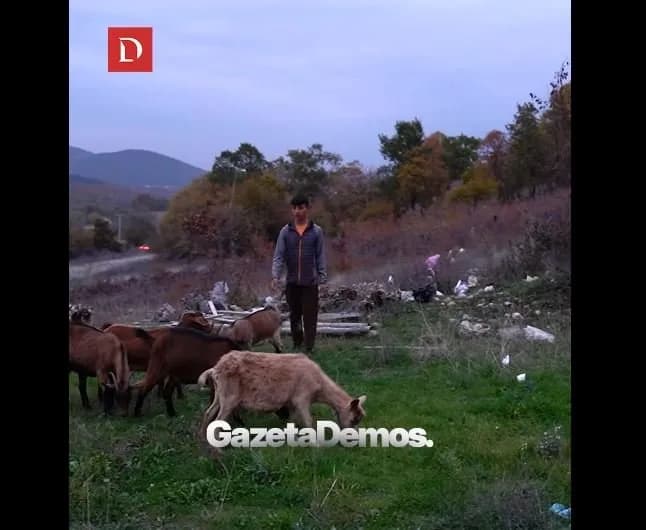 “Më mirë ndihem me dhijat se me njerëzit”, 16-vjeçari nga Prizreni që kujdeset për kafshët: Nuk e mendoj jetën pa to