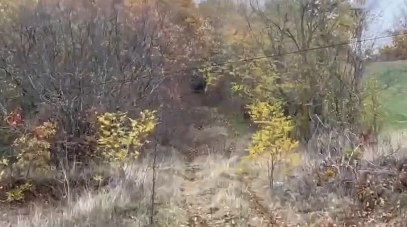 Policia në kërkim të dyshuarit për vrasjen e vëllezërve në Malishevë, aktivizon Njësinë K9