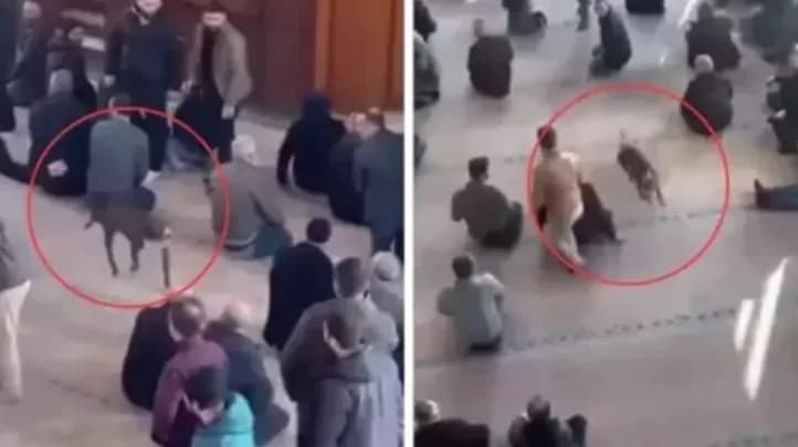 E pazakontë në Turqi, pitbulli futet brenda në xhami gjatë namazit të xhumasë-frikëson besimtarët