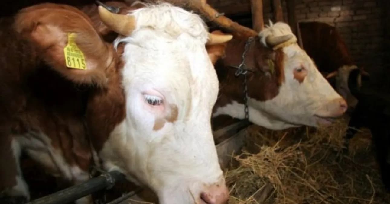 Ndalohet një kombi në Dumnicë të Podujevës, kishte ngarkuar dy lopë pa dokumente