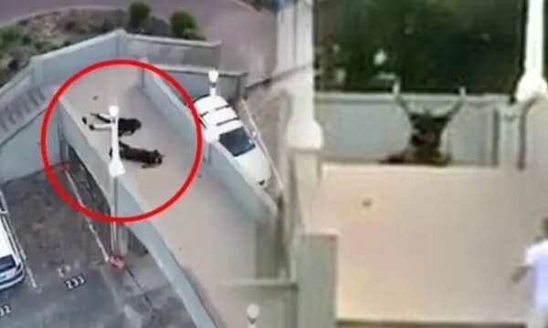 Sulmi në Sydney, momenti kur policia rrethon dhe qëllon dy autorët mbi urë