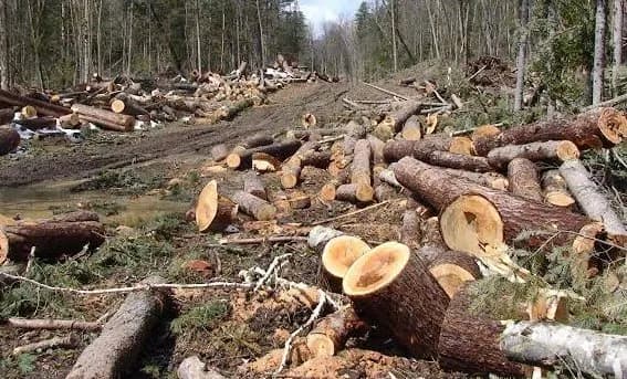 Qytetarit i pritet pylli pa dëshirën e tij në Zubin Potok, dëmi rreth 700 euro