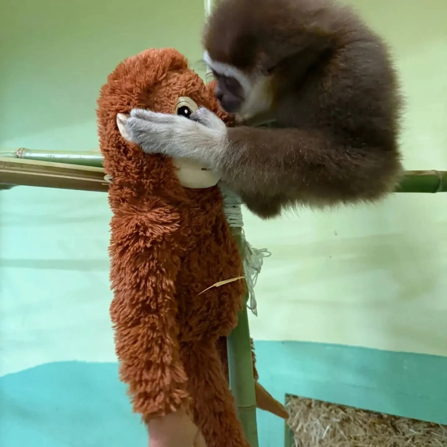 Kopshti Zoologjik i Shkupit ndan përjetimet e Delfinës, histori tejet e ngjashme me majmunin Punch