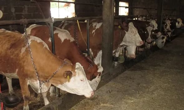 Konfirmohet rast i parë i sëmundjeve infektive te gjedhet