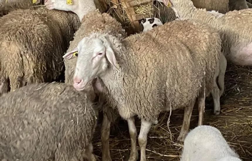 Konfirmohet rasti i parë i sëmundjes “Lija e Deleve/ Dhive” në Kosovë