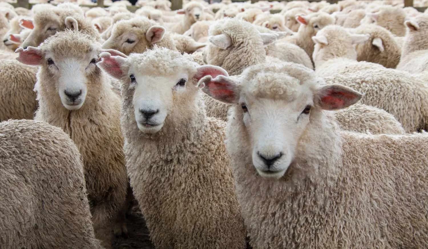 Shpërthimit të sëmundjes së murtajës, Kosova ndalon importin e deleve dhe dhive nga Shqipëria