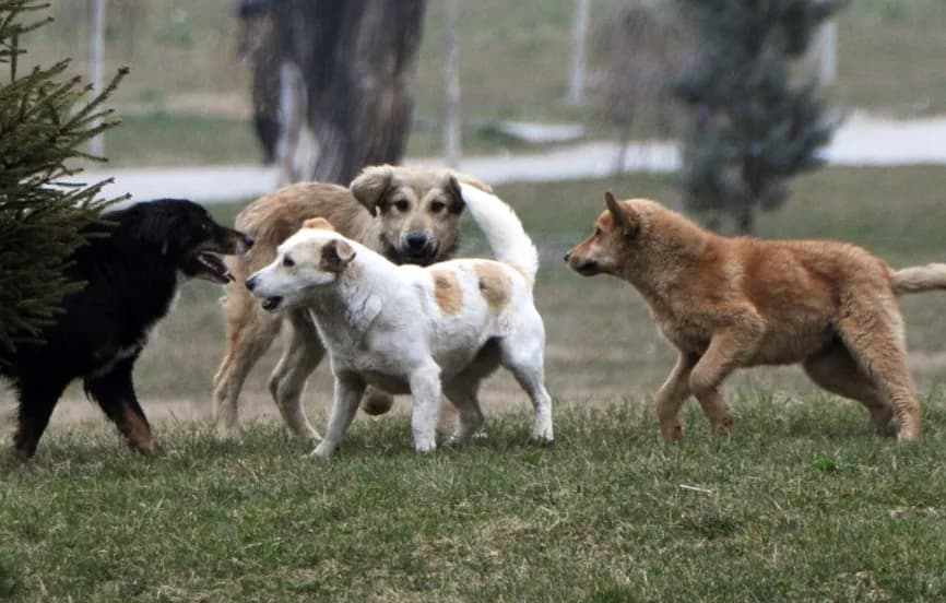 Dyshohet për helmim të qenve endacakë në Mitrovicë, Aktivistët: situatë e rëndë dhe pa reagim institucional