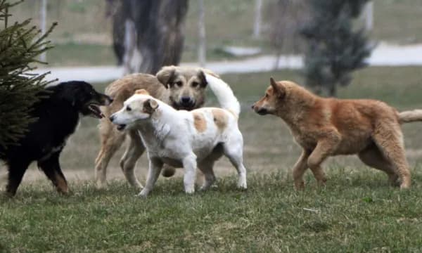 E tmerrshme: Qentë endacak kafshojnë dhe e gjakosin të moshuarin pranë Urës së Ibrit, KFOR-i i jep ndihmën e parë