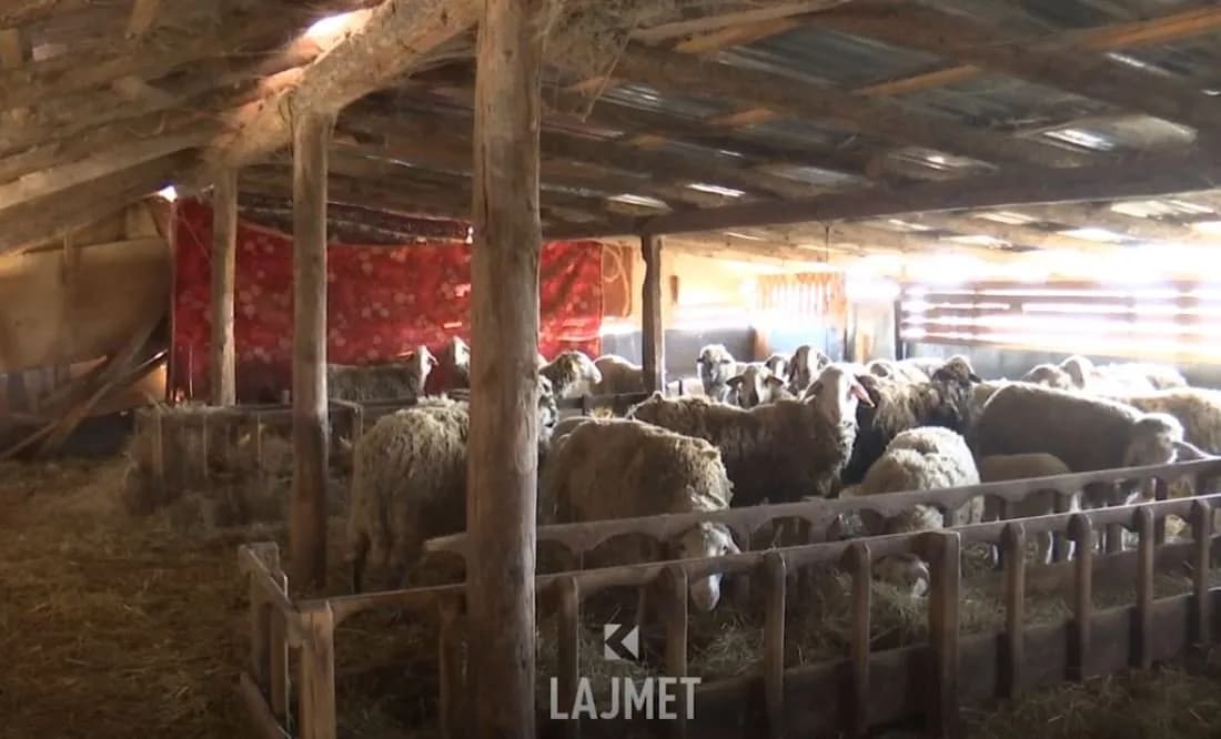 Lija e dhive/dhenve – Groposi 130 dele që ia siguronin jetesën