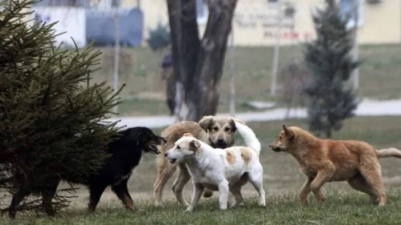 Publikohen pamjet, momenti kur një grua sulmohet nga qentë endacak në oborrin e QKUK