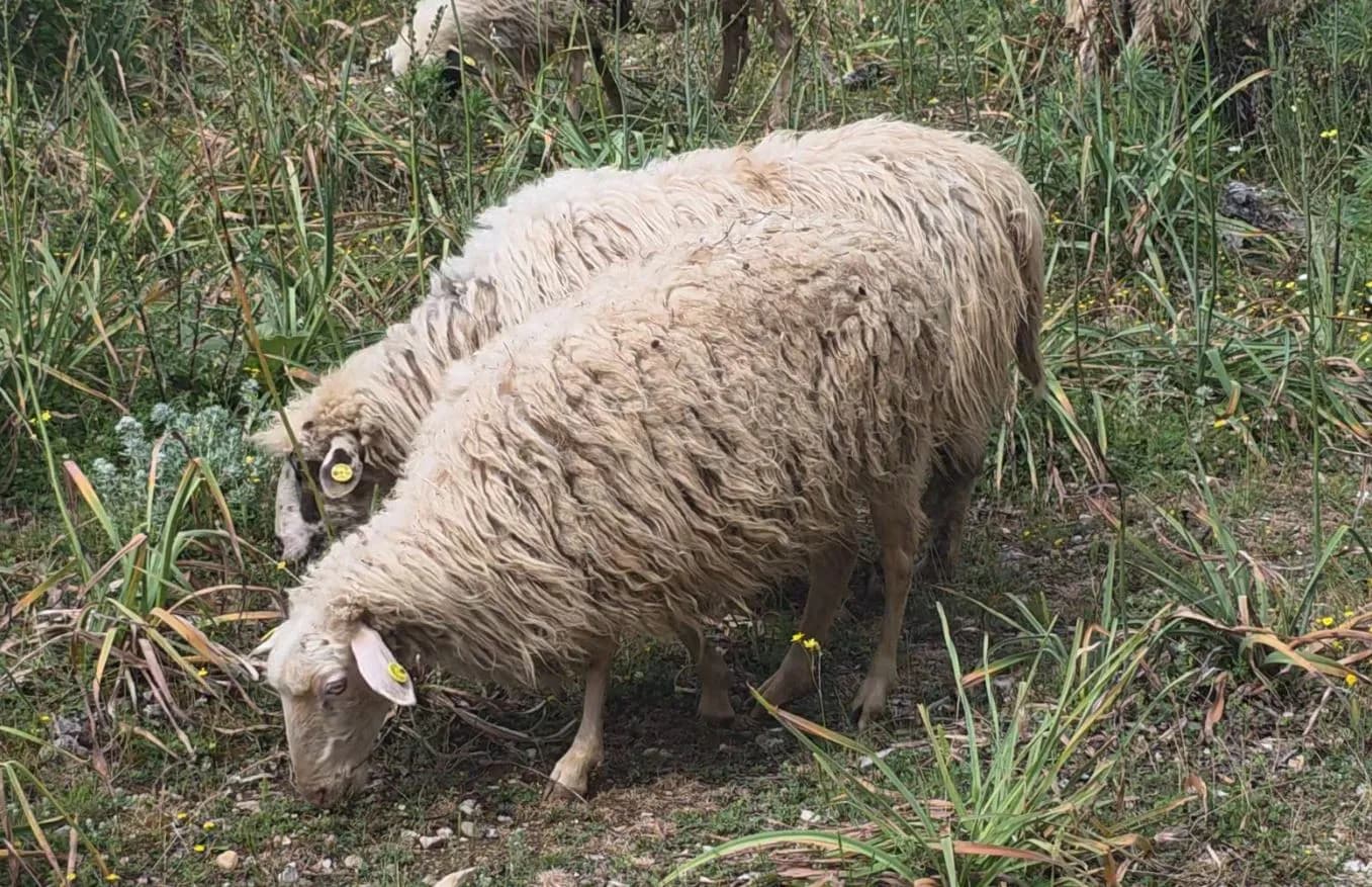 Rikthehet murtaja e bagëtive në Shkodër, groposen rreth 20 krerë dele