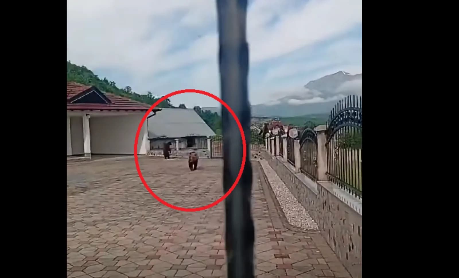 Tre arinj hyjnë në oborrin e një familjeje në Hoçë të Prizrenit