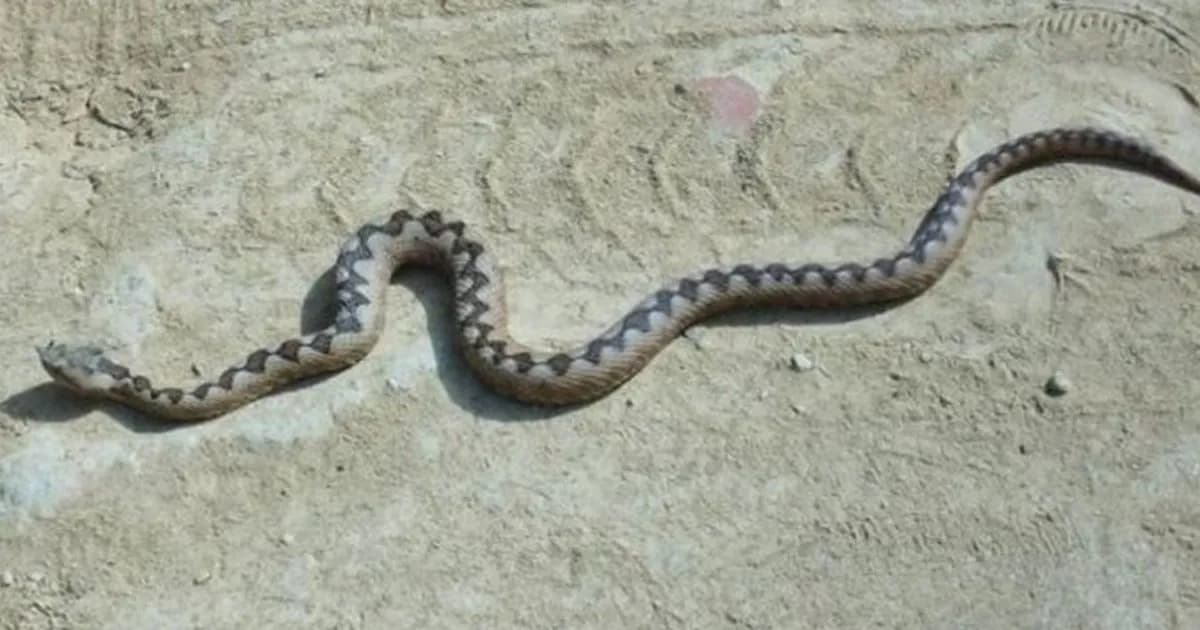 Të dhënat nga Spitali i Fierit, shtohen rastet e helmimeve nga insektet dhe zvarranikët