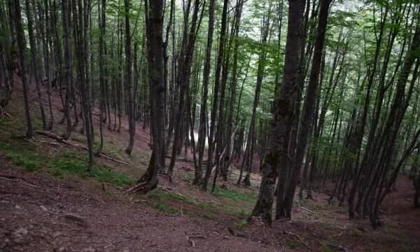 Hani i Elezit: Dy persona sulmohen dhe kërcënohen me armë në mal, të dyshuarit në arrati