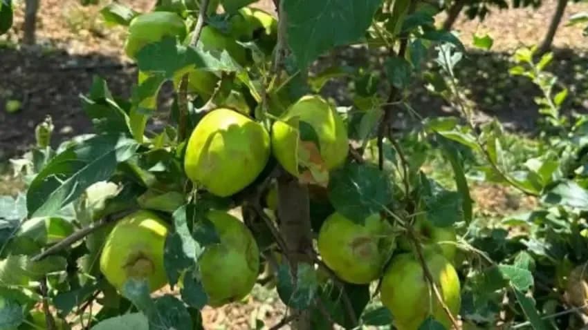 Ministria e Bujqësisë publikon rekomandime për fermerët pas dëmeve nga breshëri