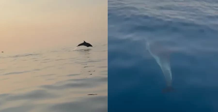 Spektakël në Gjirin e Vlorës, tufa e delfinëve mahnit turistët