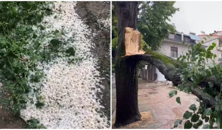 Stuhi e fortë në Korçë, breshëri dëmton të mbjellurat e rrëzon pemët në shesh