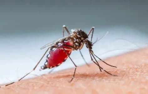 Dy raste të etheve të Nilit Perëndimor në Klinikën për sëmundje infektive në Shkup